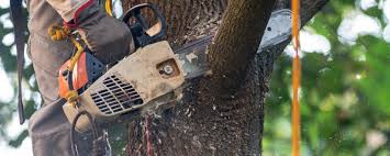 How Our Tree Care Process Works  in  Buffalo, OK